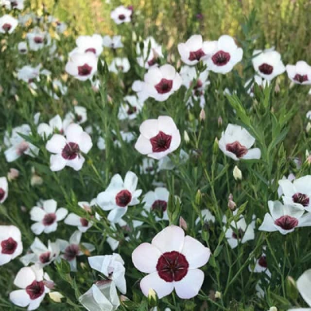 Thompson & Morgan Linum Bright Eyes 1 Seed Packet