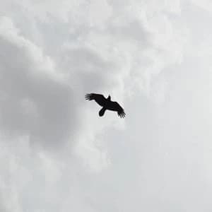 Moon Bros. - These Stars Vinyl