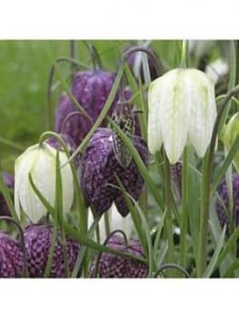 Fritillaria Meleagris (Snakeshead Fritillary) X 75 Bulbs