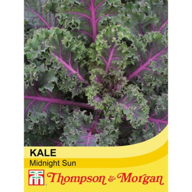 Thompson & Morgan Kale Midnight Sun 1 Seed Packet (20 Seeds)