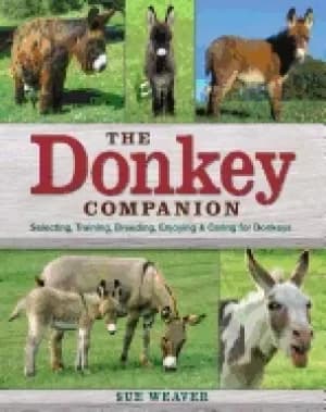 donkey companion