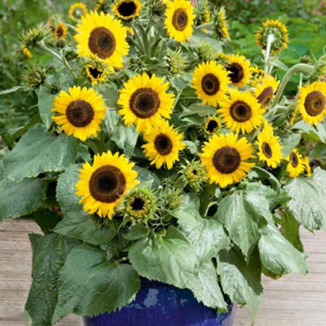 THOMPSON & MORGAN Thompson&morgan - Sunflower Waooh 1 Seed Packet (20 Seeds) 133206