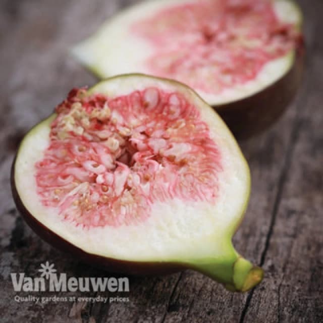 Thompson & Morgan Fig (Ficus) Brown Turkey 9Cm Pot X 2