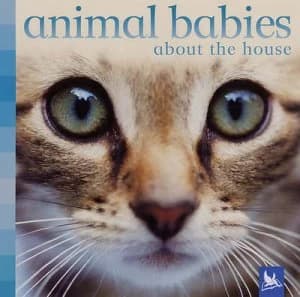 Animal Babies about the House by Vicky Weber Hardback