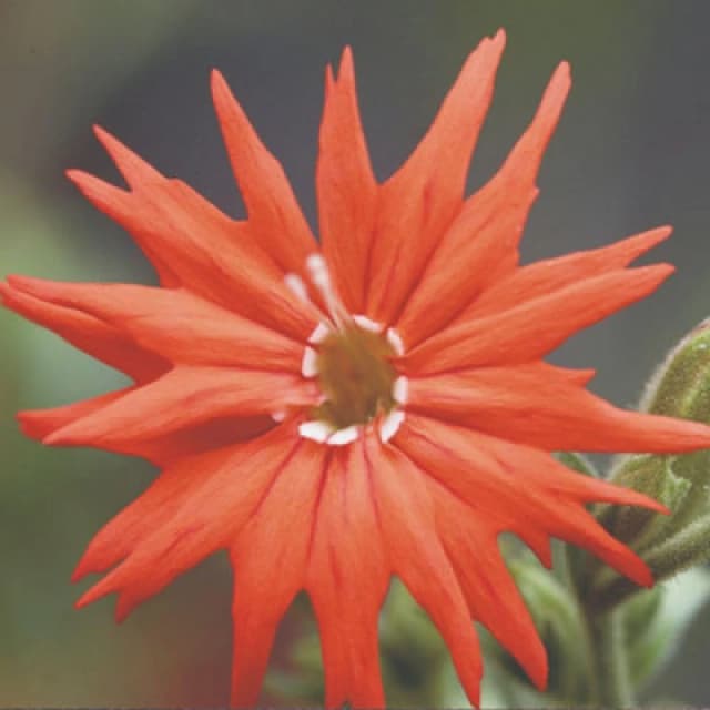 Thompson & Morgan Silene Laciniata Starburst Seeds - Hardy Perennial Cardinal Catchfly - Striking Carmine Fringed Flowers - 20 Seeds