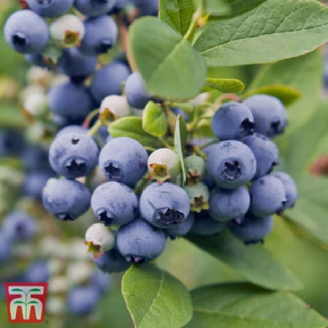 Thompson & Morgan Blueberry (Vaccinium) Spartan 3L Potted Plant X 1