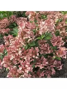 Hydrangea Pan. 'Polestar' - 1.5L Pot