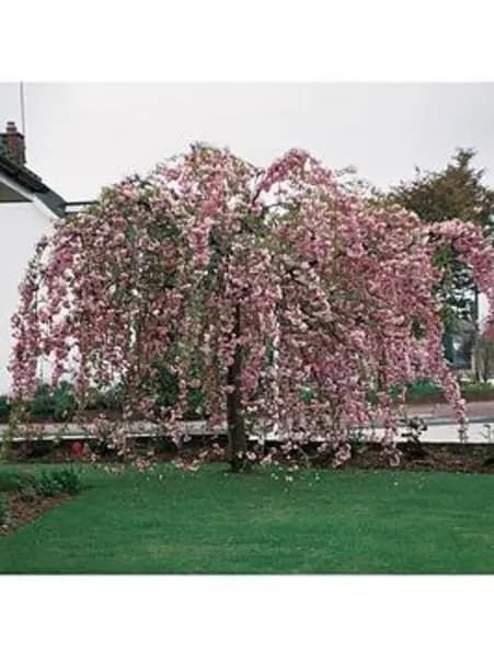 YouGarden Cherry 'Kiku Shidare Zakura' Weeping br - Size 85-115cm T