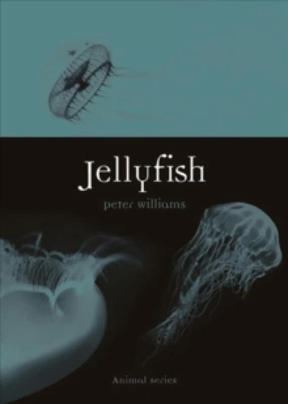 Jellyfish Paperback / softback