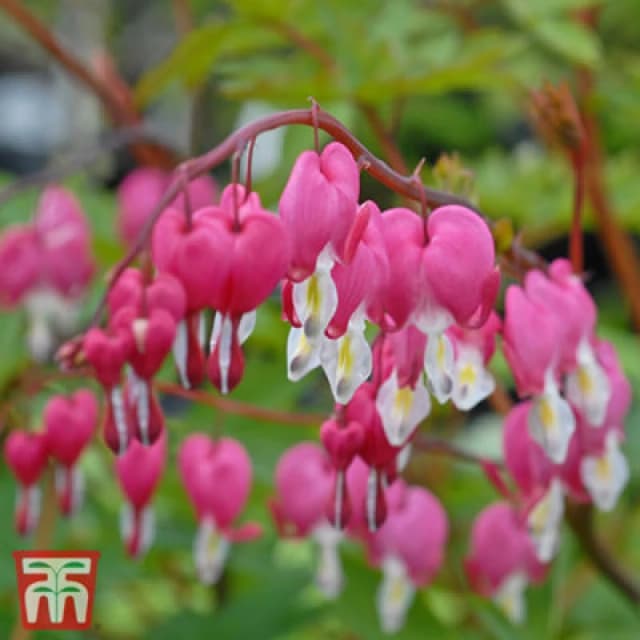 Thompson & Morgan Dicentra Bleeding Heart Pink 9Cm Potted Plant X 1