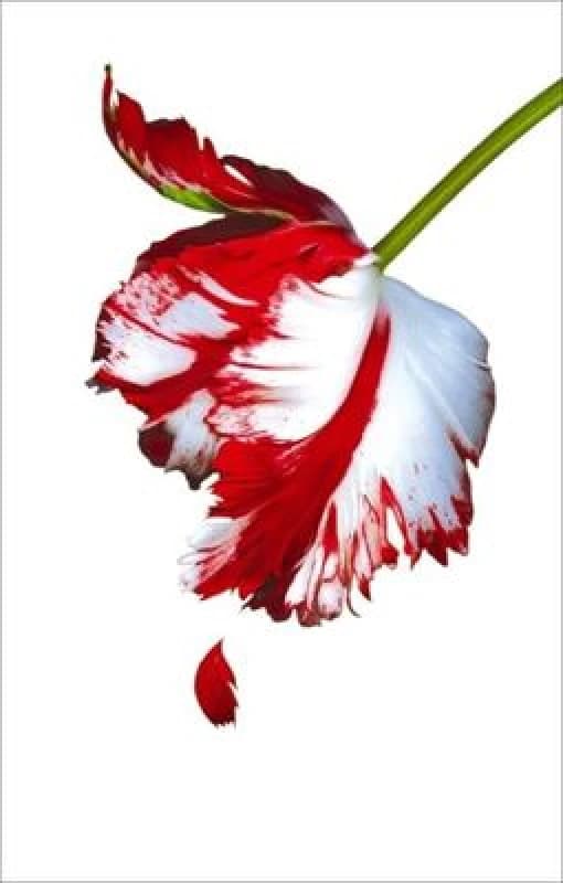 New Moon by Stephenie Meyer Paperback