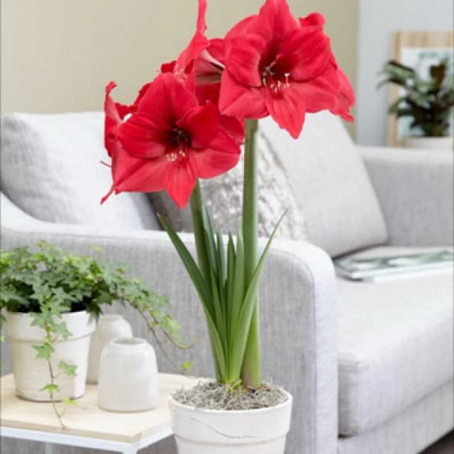Amaryllis Pleasure Deep Pink-Lavender Blooms Easy Grow Winter Houseplant Bulb 1X Thompson & Morgan