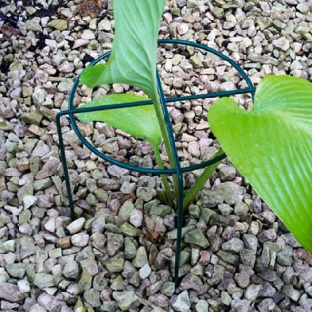 Poppy Forge Small Simple Ring Plant Supports (Pack Of 4) - Bare Metal/ready To Rust - W20 X H30 Cm