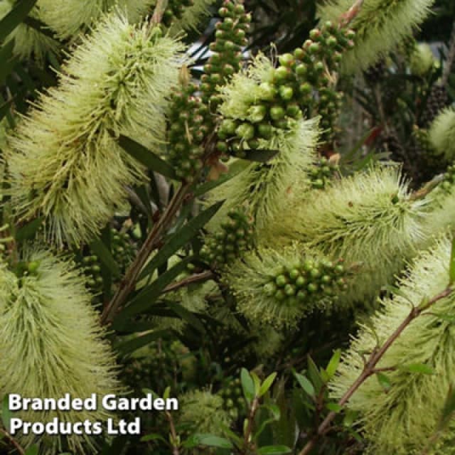Thompson & Morgan Callistemon Honey Potted Plant 9Cm Potted Plant X 1