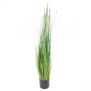 Onion Grass With Pot 113cm