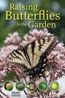 Raising Butterflies in the Garden