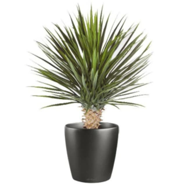 N/A 75cm Artificial Dracaena Plant