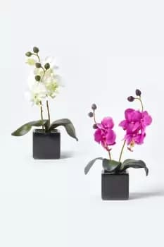 Set of 2 Pink & Cream Artificial Orchids in Black Pots, 35 cm