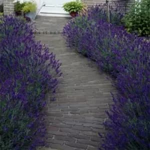 YouGarden Lavender English Hidcote 2L - Brown