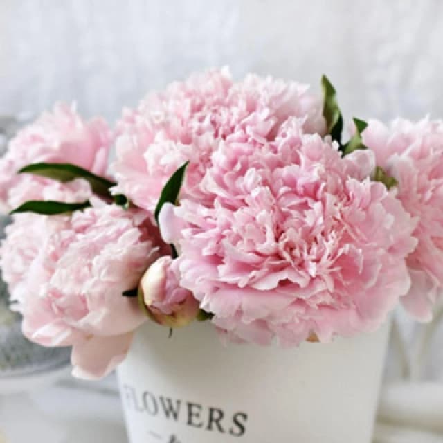 Thompson & Morgan Peony Sarah Bernhardt Flamingo-Pink Double Blooms Hardy Perennial Flower 2X Tubers T&m