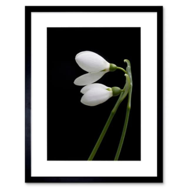 Artery8 Snowdrops Spring Flowers Bloom White Black 12X16" Framed Wall Art Print