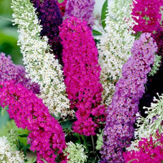 Buddleja Davidii Mixed Butterfly Bush Attracts Pollinators Fragrant Shrub 1 Packet X 50 Seeds By Thompson & Morgan