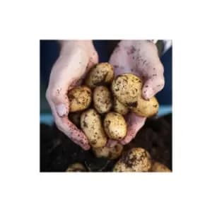 Seed Potato 'Pentland Javelin' pack 6 tubers