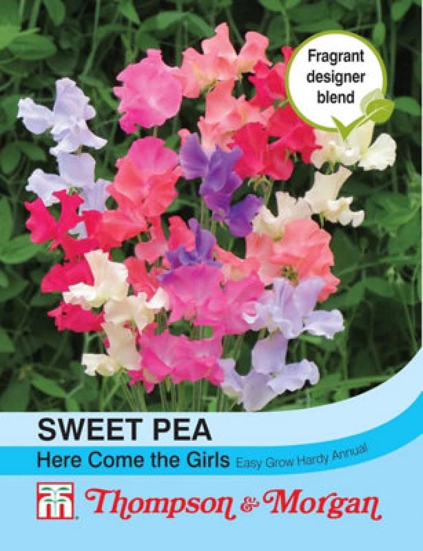 Thompson & Morgan Sweet Pea Here Come The Girls 1 Seed Packet (20 Seeds)
