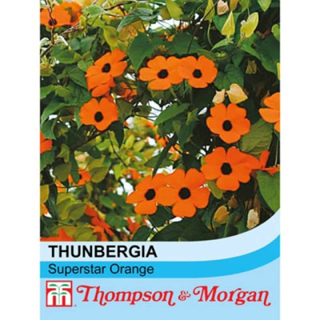 Thompson & Morgan Thunbergia Alata Superstar Orange 1 Seed Packet (12 Seeds)