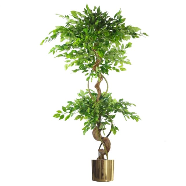Leaf 150cm Twisted Trunk Artificial Ruscus Fruticosa Ficus Tree Gold Planter Green unisex
