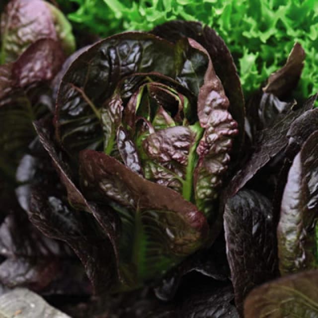 Thompson & Morgan Lettuce Moonred 1 Seed Packet (200 Seeds)