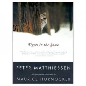 Tigers in the Snow Paperback