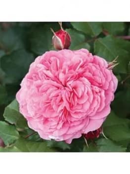 Old English Shrub Rose Collection X5 Bare Root