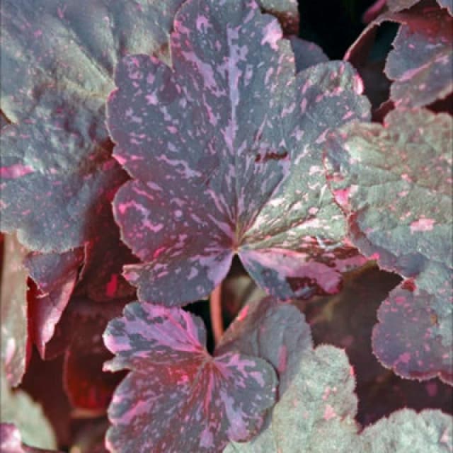 Thompson & Morgan Heuchera Midnight Rose 9Cm Potted Plant X 1