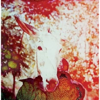 Jerusalem In My Heart - If He Dies If If If If If If Vinyl