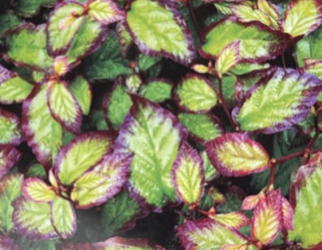 Direct Plants Parrotia Persica Persian Spire Ironwood Tree 2-3ft Supplied In A 3 Litre Pot