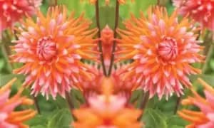 Dahlia Orange Turmoil Plants: Three