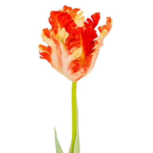 Hill Interiors Parrot Tulip Artificial Flower Green/flame Orange (One Size)