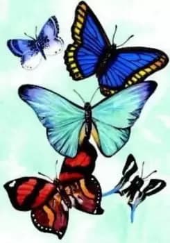 Butterfly Notebook by Sovak