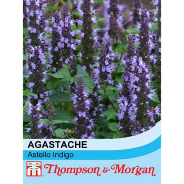 Thompson & Morgan Agastache Hybrida Astello Indigo 1 Seed Packet (15 Seeds)