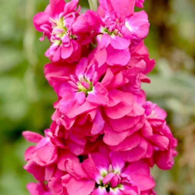 Column Stock American Beauty Fragrant Deep Reddish Pink Double Blooms 1 Packet X 75 Seeds By Thompson & Morgan