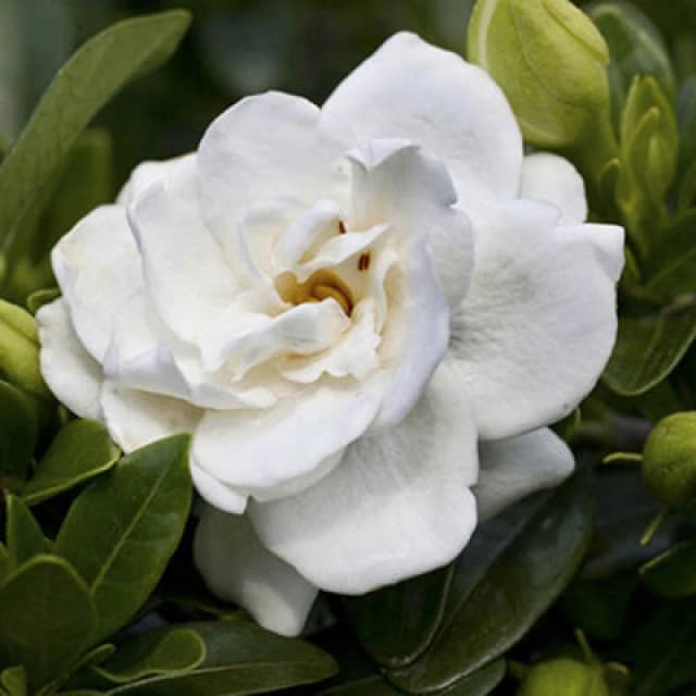 YouGarden Gardenia jasminoides 'Crown Jewel' 9cm Trees and Shrubs 9cm Pot White 84312301000