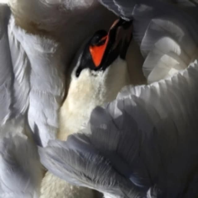 Even the Chimera Vinyl