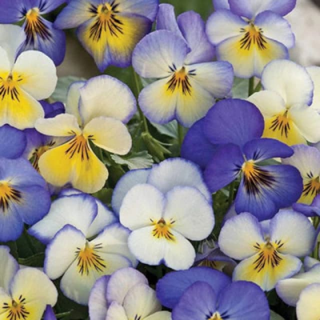 Thompson & Morgan Viola Cool Summer Breeze - Takii Mixed 1 Packet (50 Seeds)