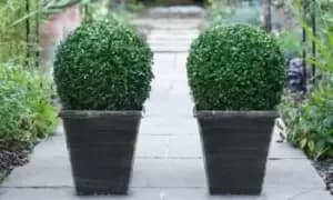 Buxus Sempervivum Ball Plants, One Plant, One Biscotti Pot