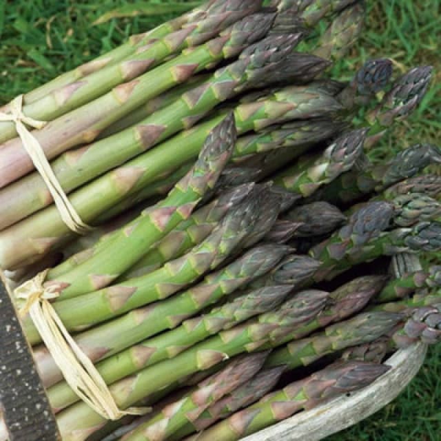 Thompson & Morgan Asparagus Mary Washington 1 Seed Packet (40 Seeds)
