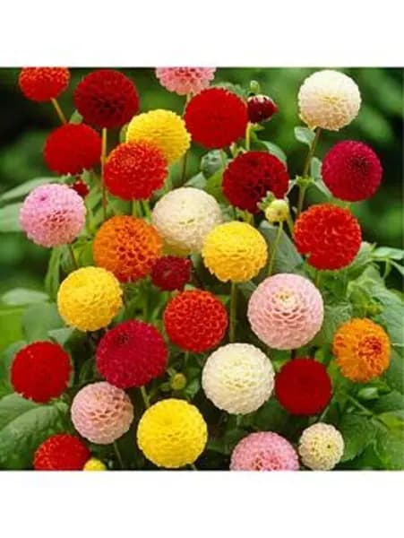 YouGarden Dahlia Pom Pom Mixed 5 tubers - Size 5 tubers