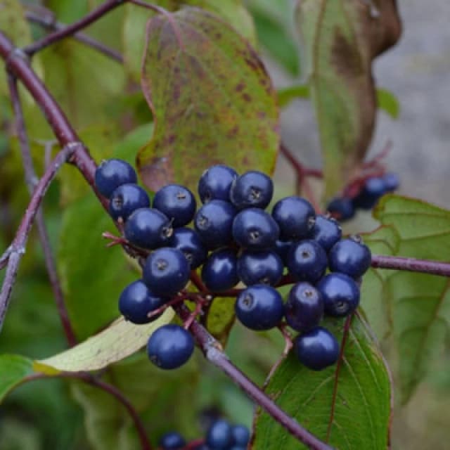 Thompson & Morgan Cornus Amomum Blue Cloud 9Cm Potted Plant X 2