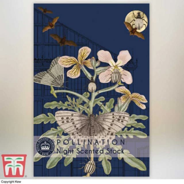 Thompson & Morgan Night Scented Stock Promo New Kew Range 1 Seed Packet (1,100 Seeds)