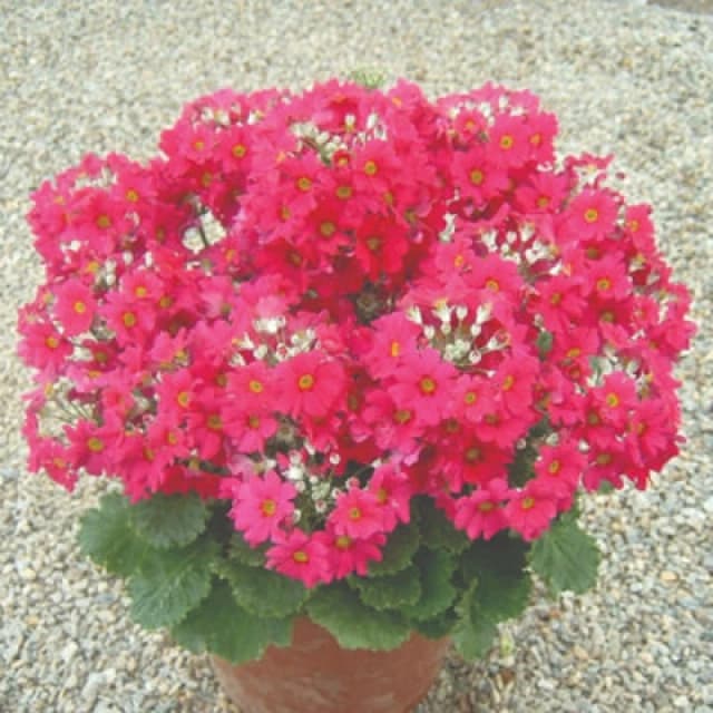 Thompson & Morgan Primula Malacoides Deep Red/crimson Seeds - Star-Shaped Blooms Long-Flowering Easy Houseplant (100 Seeds)
